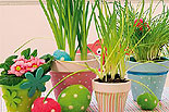 Topfblumenverkauf