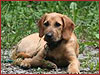 Hunde willkommen